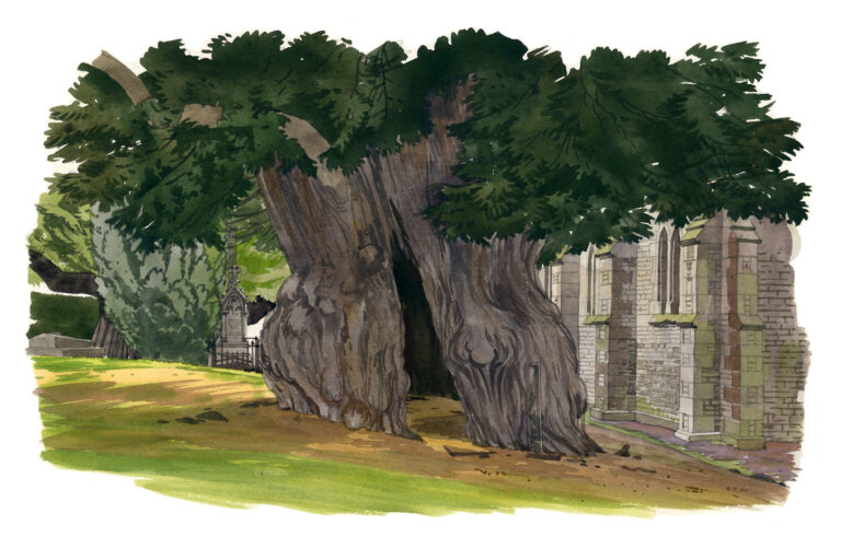 NOR12 Un_des_deux_ifs_millenaires_devant_l_eglise_de_La_Lande-Patry