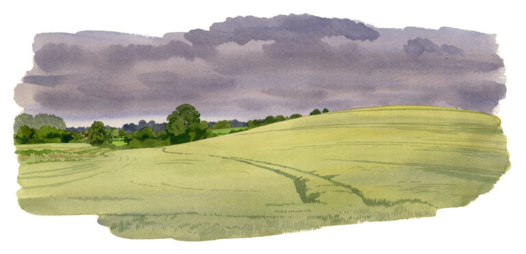 NOR156 Champ_de_ble-Villebadin