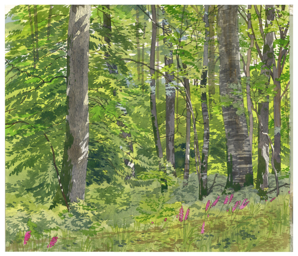 Forêt de l'Orne
