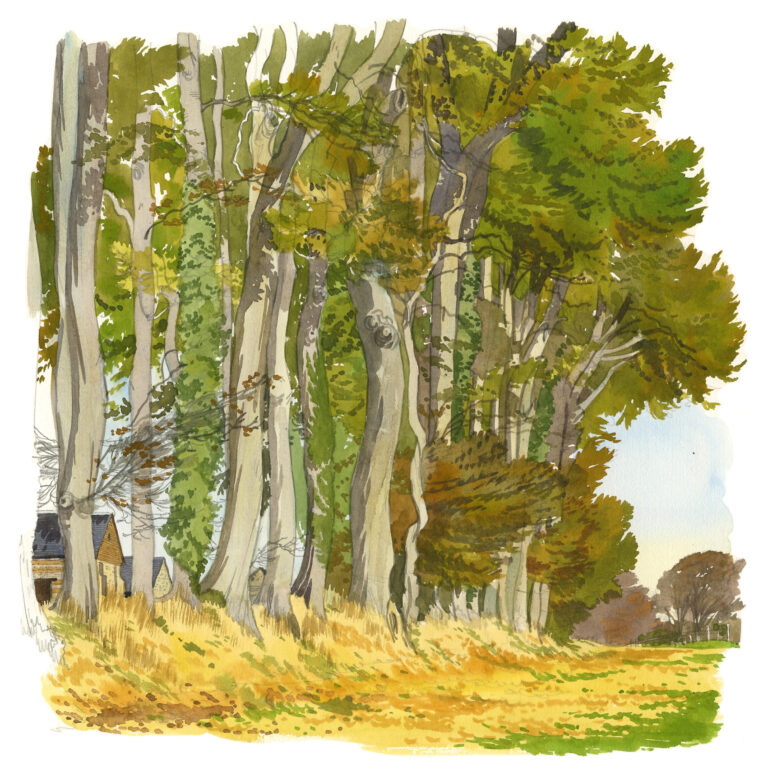 NOR39 Haie_de_clos-masure-Gonneville-la-Mallet