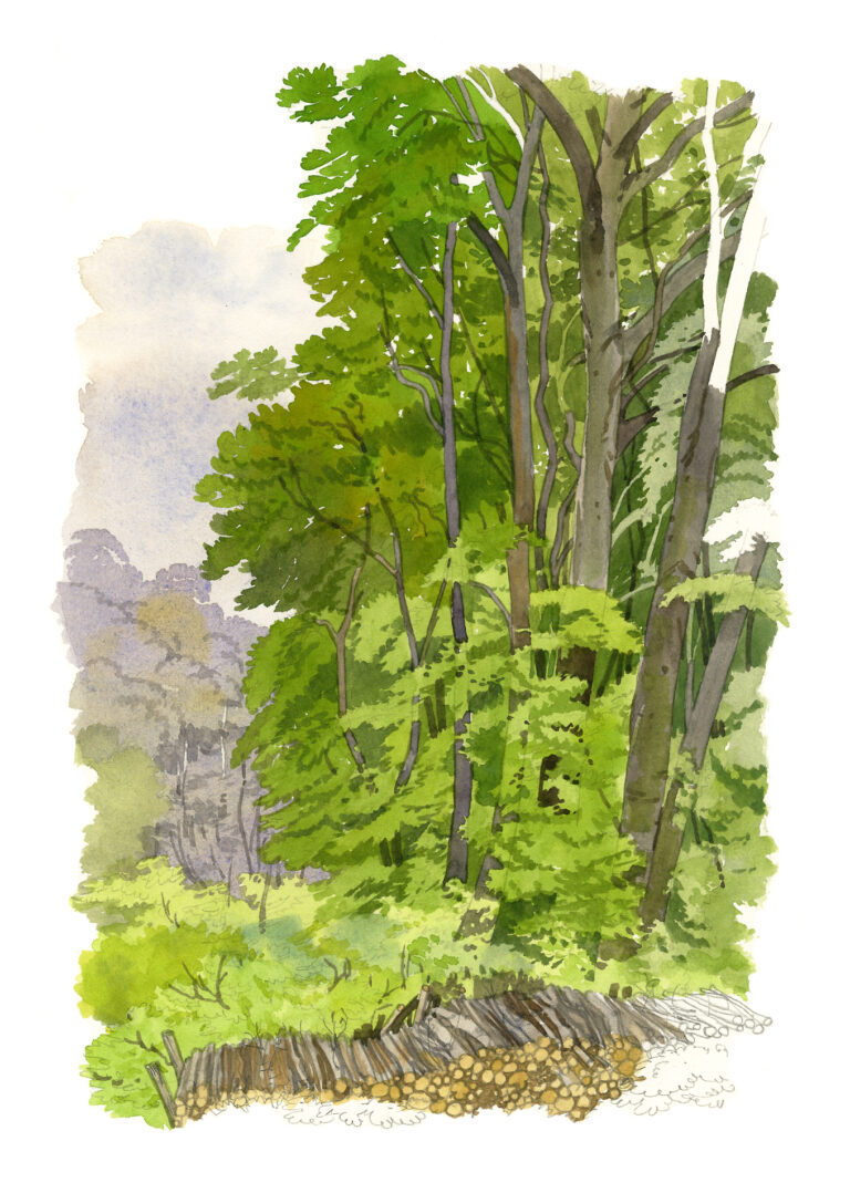 NOR89 Foret_d_ecouves