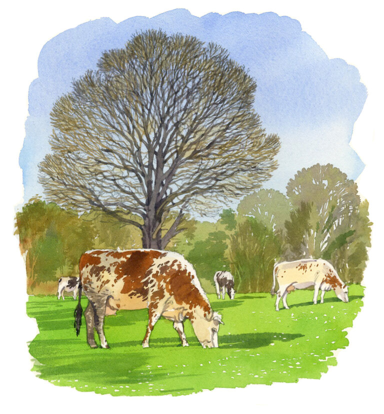 NOR93 Vaches_normandes-Saint-Didier-sous-ecouves