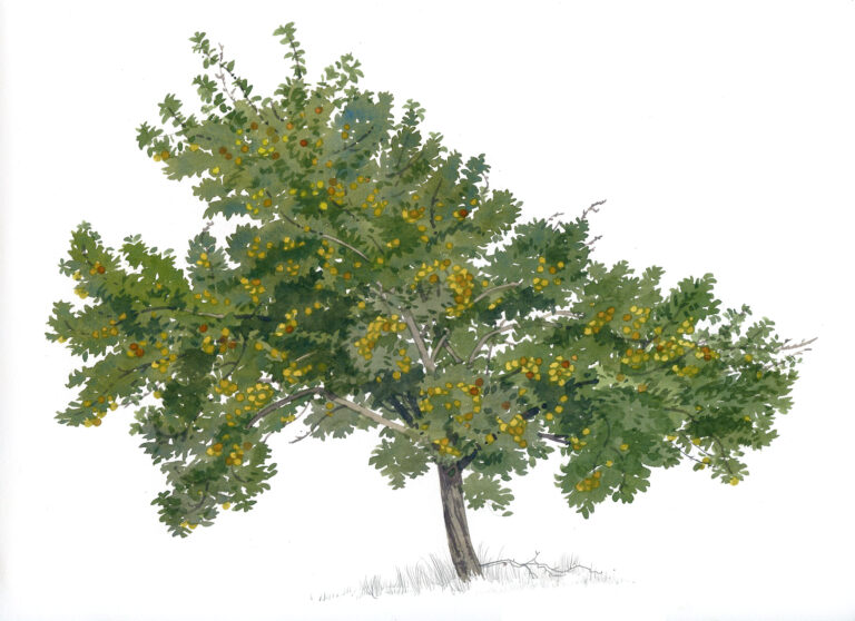 Pommier – Équemauville