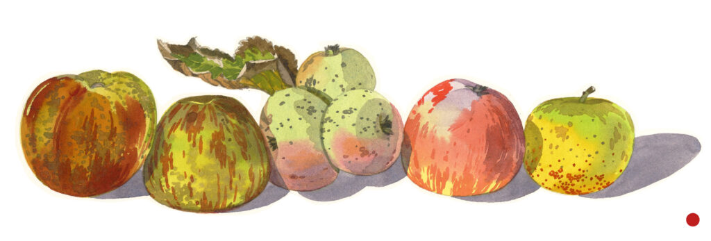 Cinq variétés de pomme – Cyril Zangs