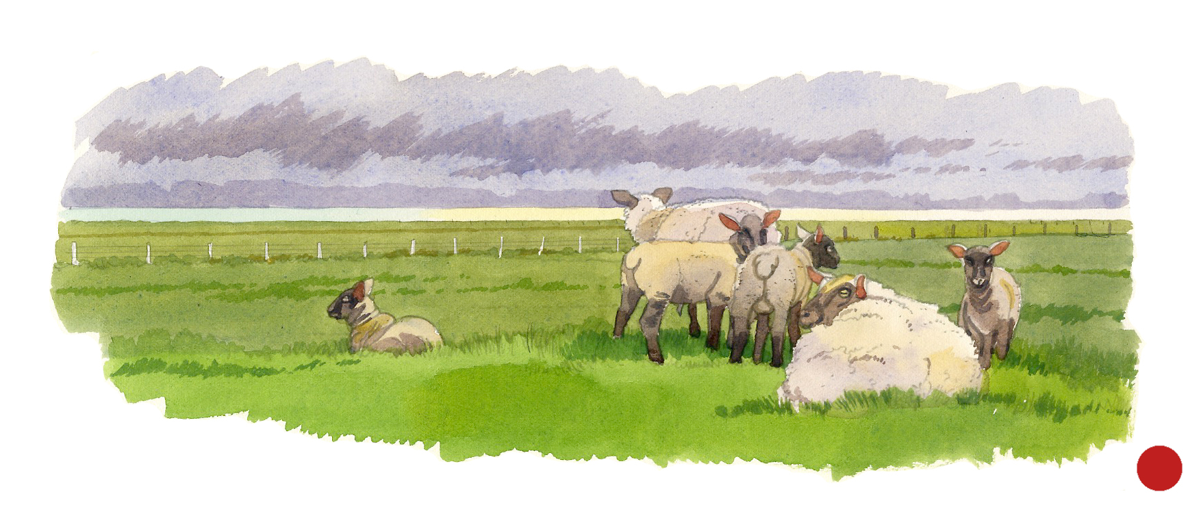 Moutons dans les prés salés de la Baie du Mont-Saint-Michel