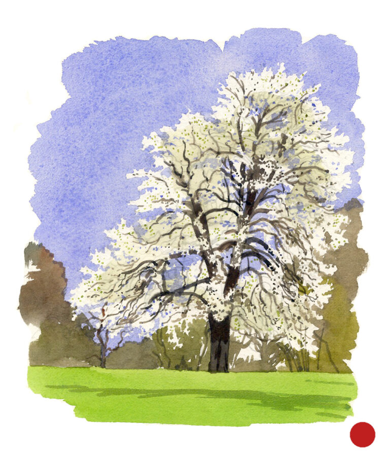 NOR23 Vieux_poirier-Saint-Georges-de-Rouelley