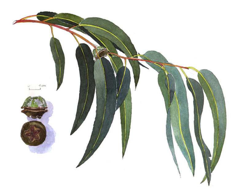 Jardin botanique. Eucalyptus