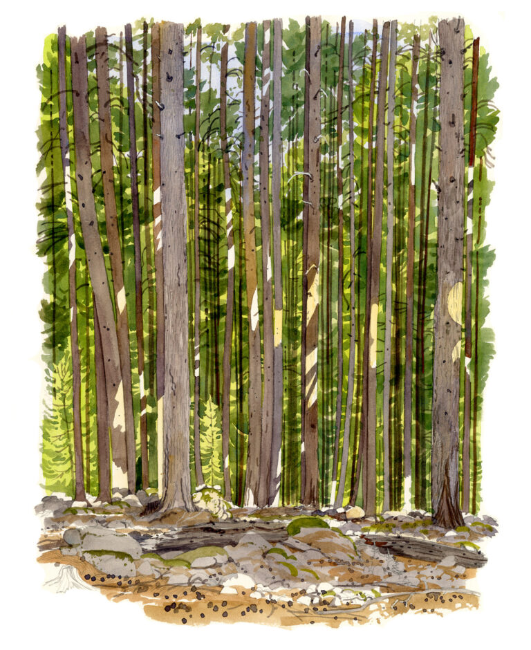 Albertacce. Forêt du Valdu-Niellu