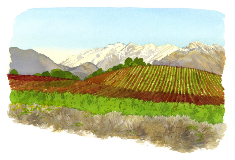 Aleria. Vignoble et montagne enneigée