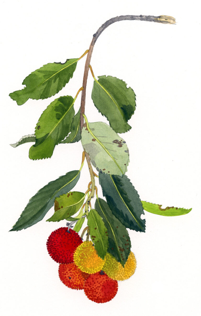 Rameau d’arbousier. L’Île-Rousse