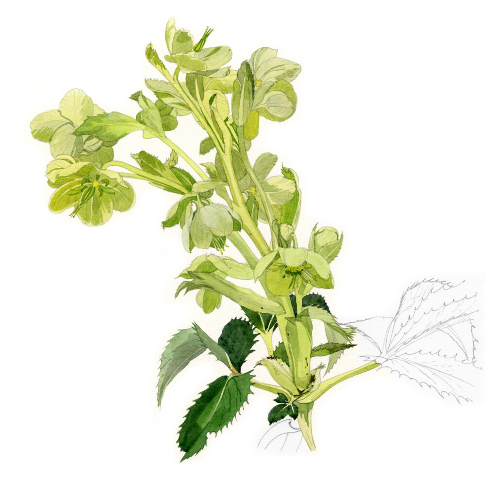 Asco. Hellébores de Corse en fleur