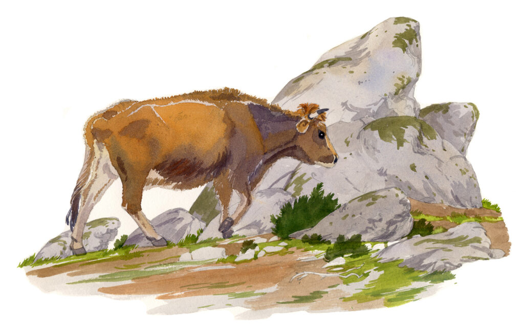 Asco. Vache en liberté dans les rochers