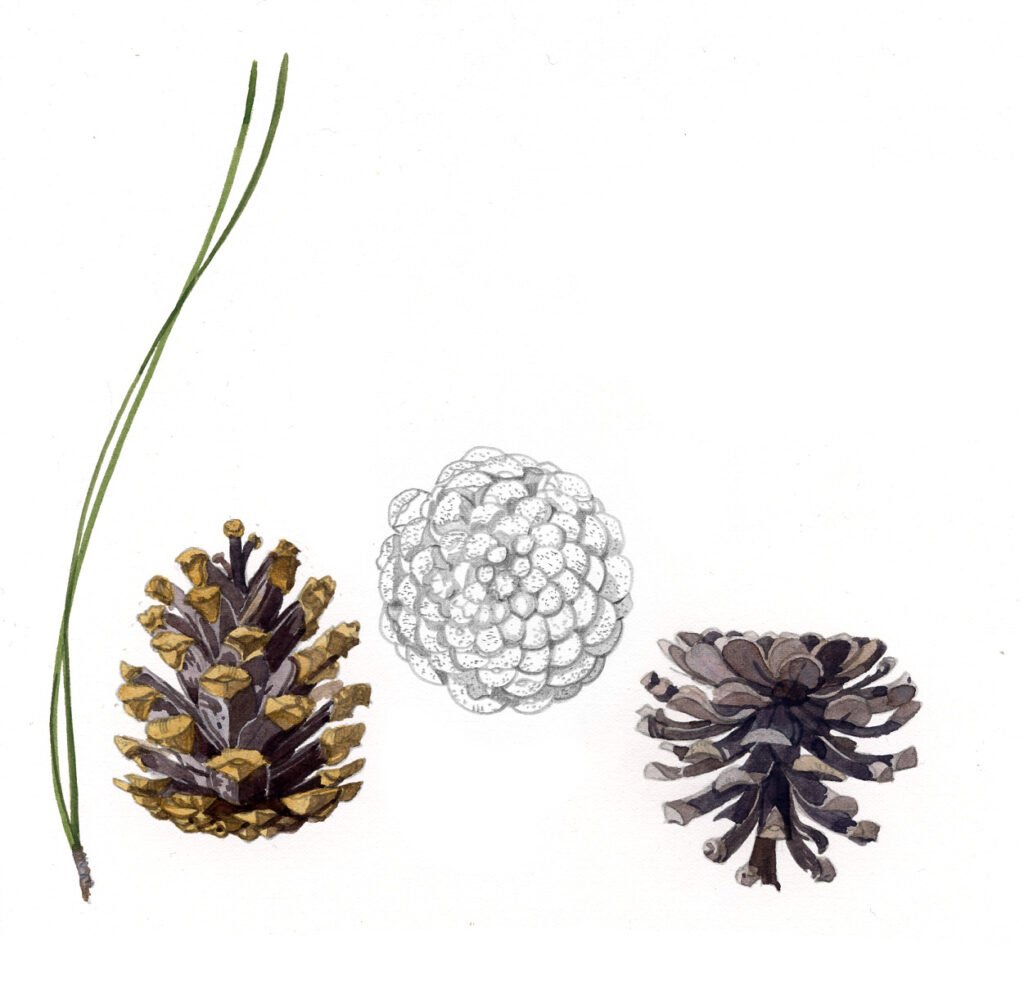 Asco. Pommes de pin, détail