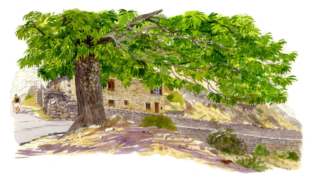 Calasima. Vieux châtaignier