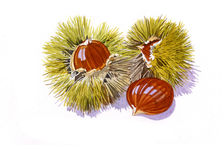 Châtaignes dans leur bogue