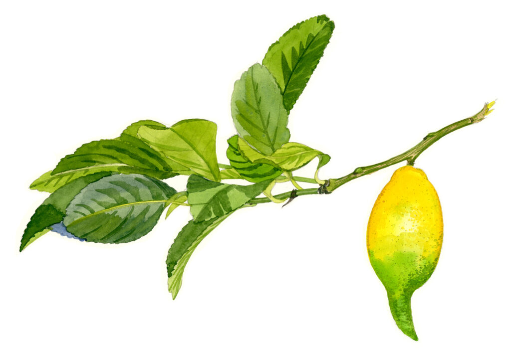 Citron lunario. Granagiolo