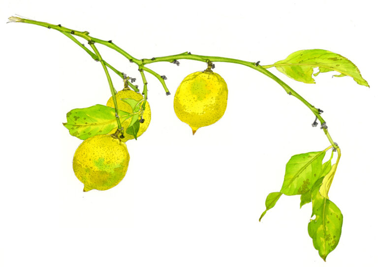 Rameau de citronnier. Galeria