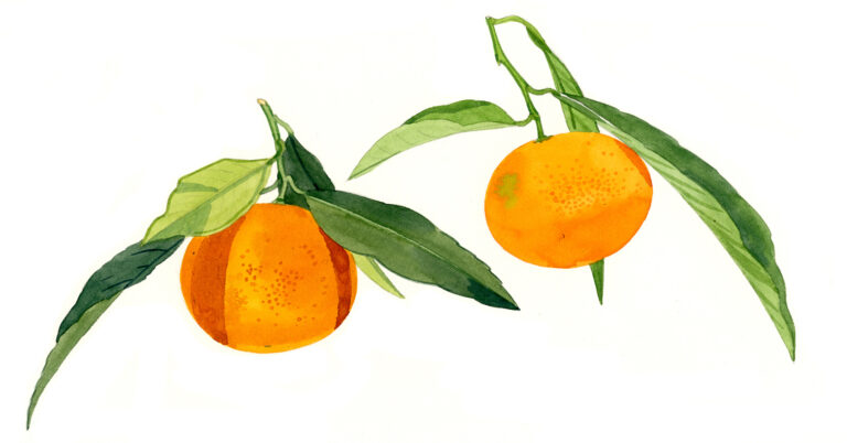 Clémentines de Corse