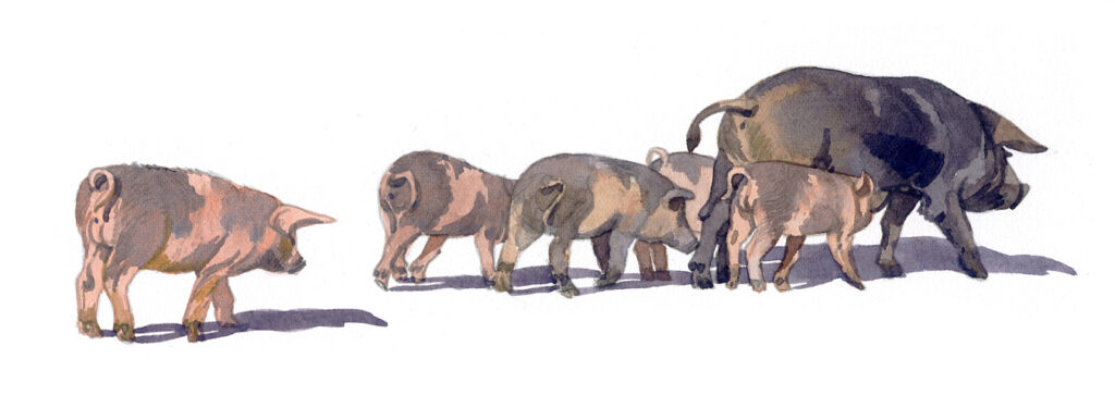 Cochons en liberté à Monacia d’Orezza