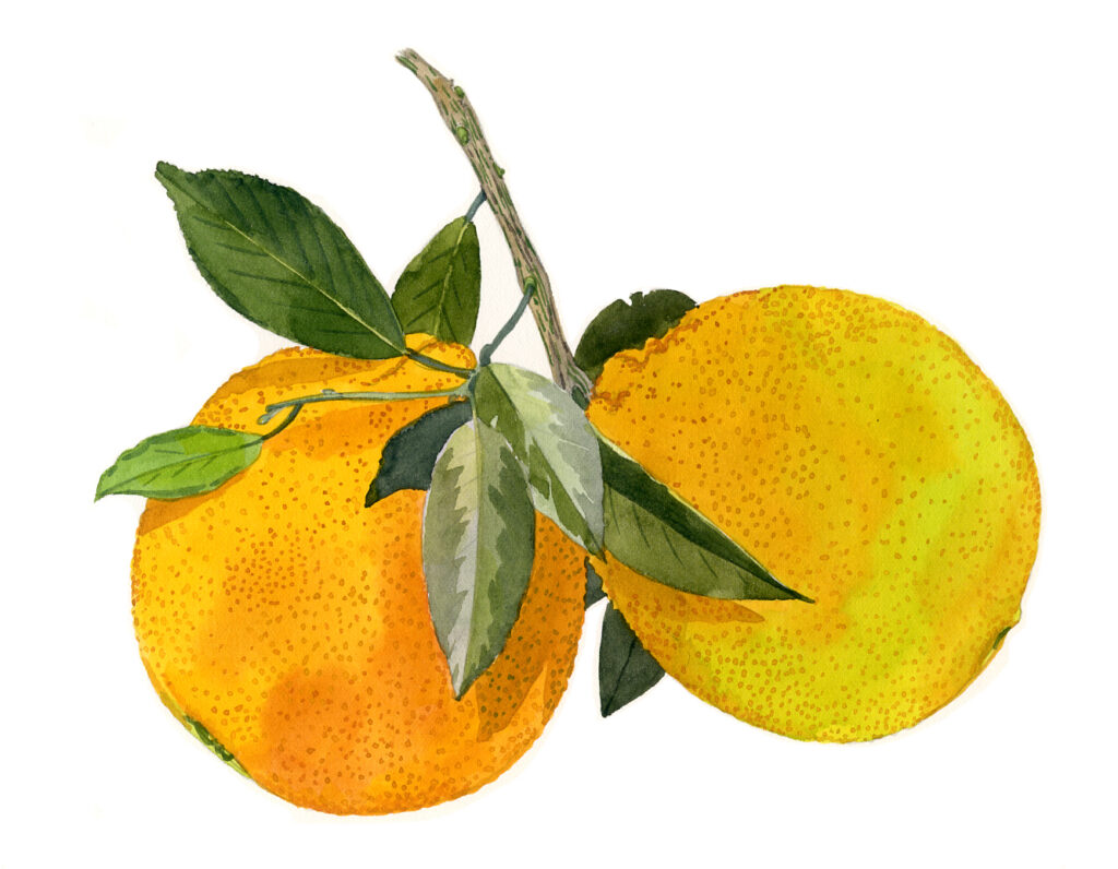 Deux oranges. Folelli