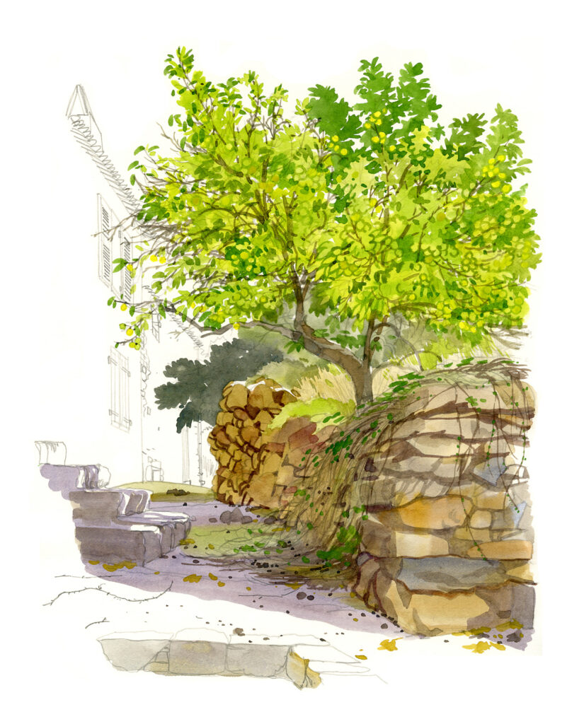 Galeria. Citronnier et vieux mur