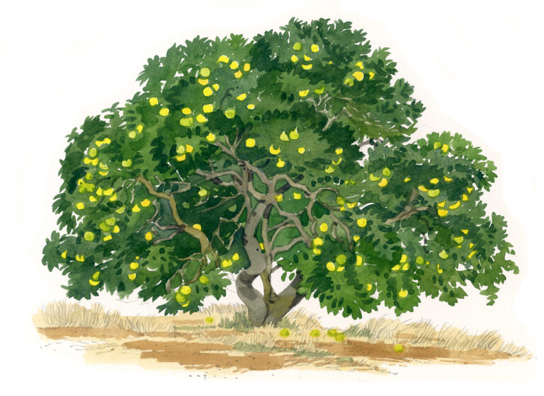 Linguizetta. Pamplemoussier avec fruits