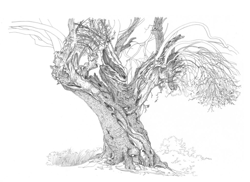 Lumio. Vieil olivier dans le cimetière