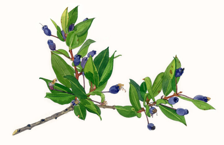 Détail d’un rameau de myrte