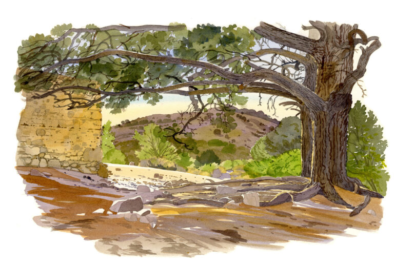 Ostriconi. Bergerie abandonnée et pin