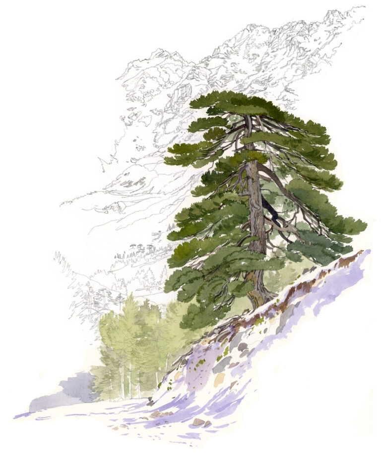 Pin laricio, portait. Vallée d’Asco