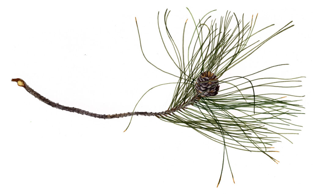 Pin laricio. Détail de rameau