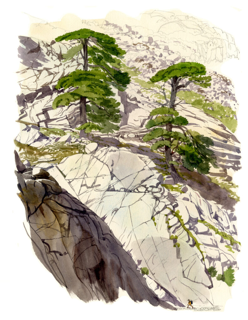 Radule. Pins laricio sur les roches