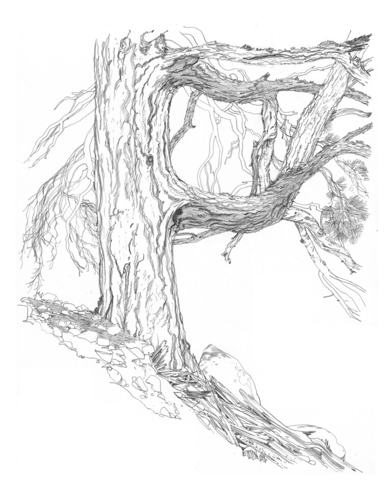 Radule. Tronc de vieux pin laricio. Crayon