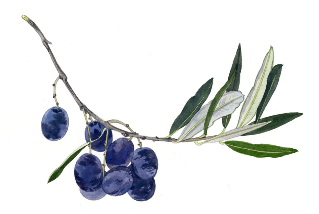Rameau d’olivier avec huit olives