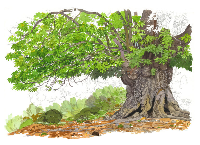 Zuani. Châtaignier séculaire